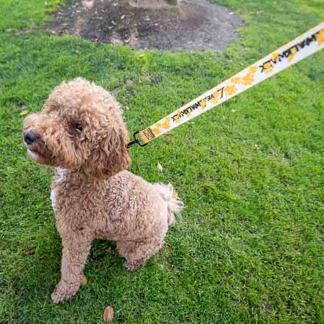 LOVE 4 A WALK - PATTERN #1 PET COLLAR & LEASH