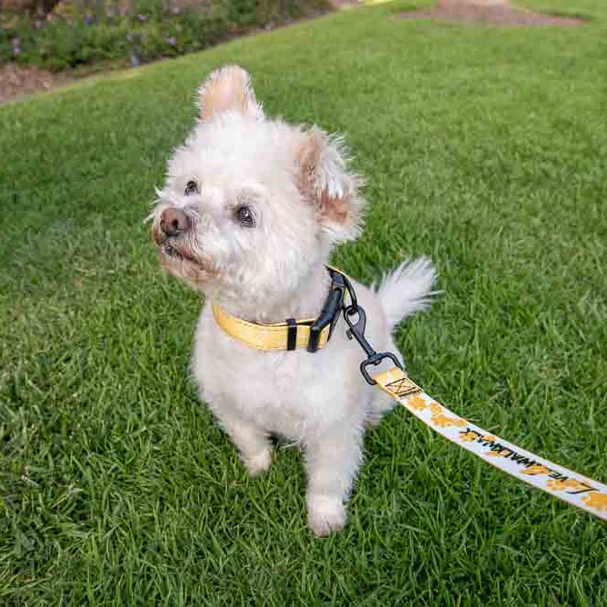 LOVE 4 A WALK - PATTERN #1 PET COLLAR & LEASH 3 LOVE 4 A WALK - PATTERN #1 PET COLLAR & LEASH