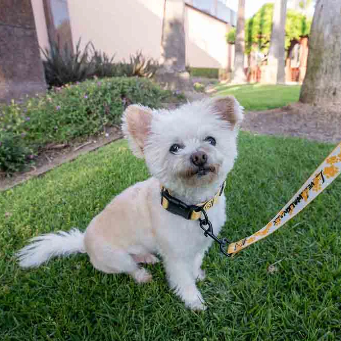 LOVE 4 A WALK - PATTERN #1 PET COLLAR & LEASH 4 LOVE 4 A WALK - PATTERN #1 PET COLLAR & LEASH