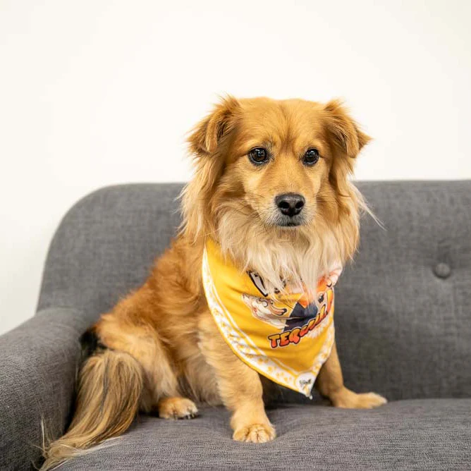 LOVE 4 A WALK - DOG BANDANA