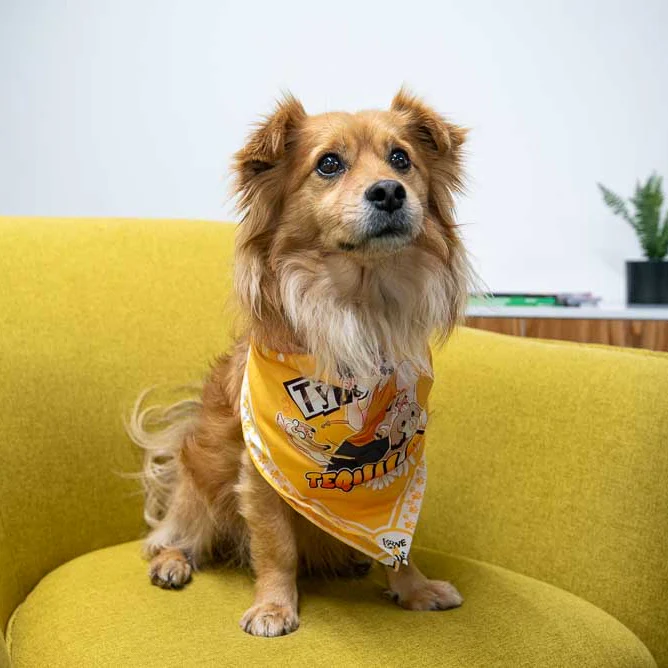 LOVE 4 A WALK - DOG BANDANA