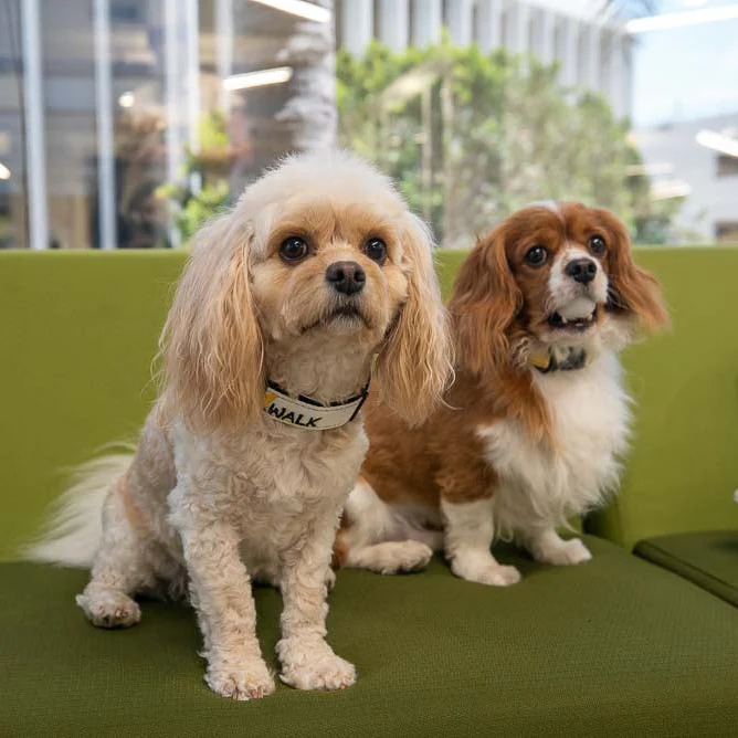 LOVE 4 A WALK - PATTERN #2 PET COLLAR & LEASH