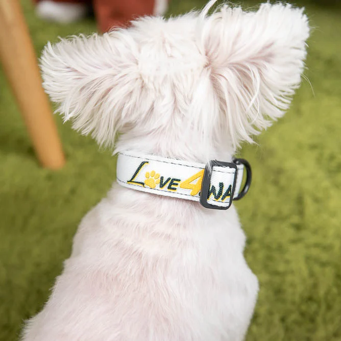 LOVE 4 A WALK - PATTERN #2 PET COLLAR & LEASH