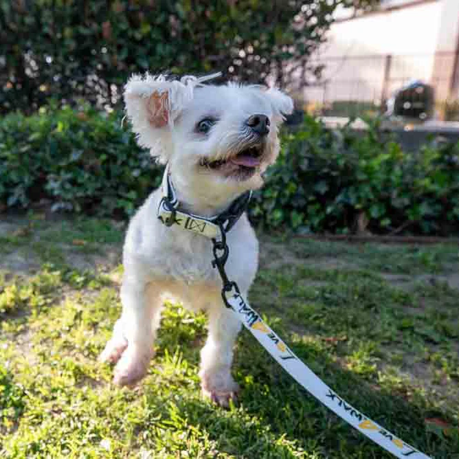 LOVE 4 A WALK - PATTERN #2 PET COLLAR & LEASH 3 LOVE 4 A WALK - PATTERN #2 PET COLLAR & LEASH